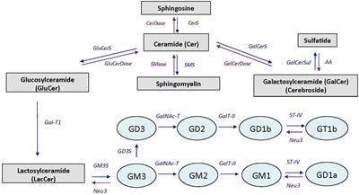 Vitamin K Deficiency Induced by Warfarin Is Associated With Cognitive and Behavioral Perturbations, and Alterations in Brain Sphingolipids in Rats